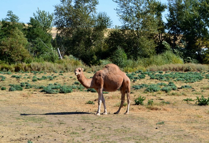 Lost in the Palouse? Someone took a wrong turn in the Sahara